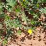 Potentilla verna L. Rosaceae Potentille de Neumann