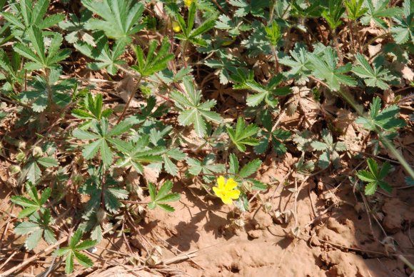 Potentilla verna L. Rosaceae Potentille de Neumann