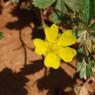 Potentilla verna L. Rosaceae Potentille de Neumann