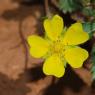 Potentilla verna L. Rosaceae Potentille de Neumann