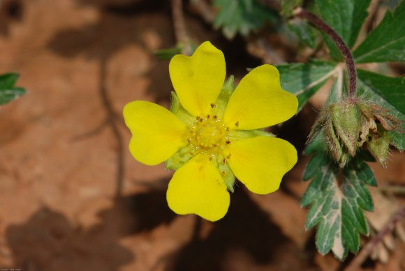 Potentilla verna L. Rosaceae Potentille de Neumann