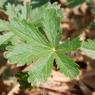 Potentilla verna L. Rosaceae Potentille de Neumann