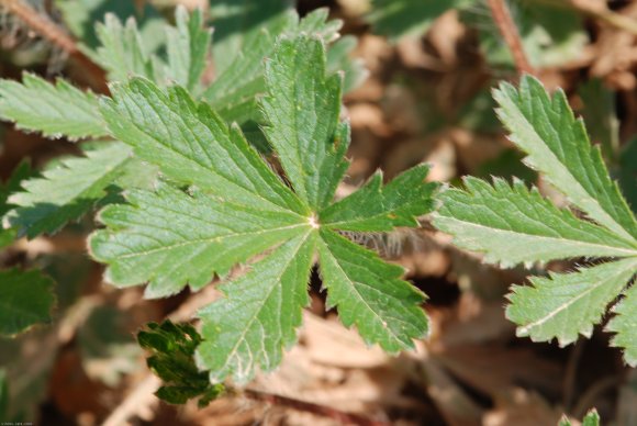 Potentilla verna L. Rosaceae Potentille de Neumann