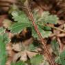 Potentilla verna L. Rosaceae Potentille de Neumann