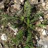 Poterium sanguisorba L. Rosaceae
Petite Pimprenelle