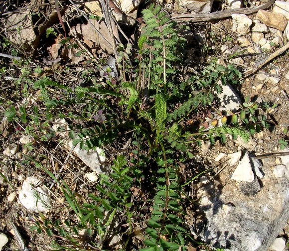 Poterium sanguisorba L. Rosaceae
Petite Pimprenelle