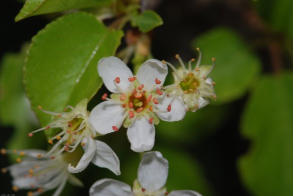 Prunus mahaleb L. Rosaceae - Bois de Sainte Lucie