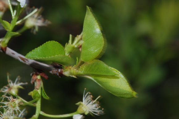 Prunus mahaleb L. Rosaceae - Bois de Sainte Lucie