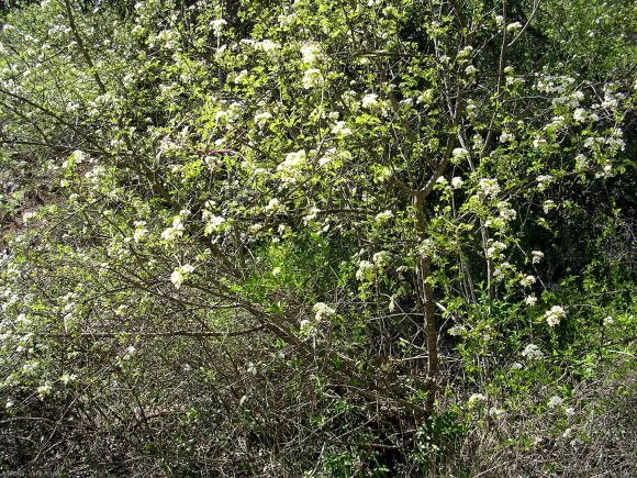 Prunus mahaleb L. Rosaceae - Bois de Sainte Lucie