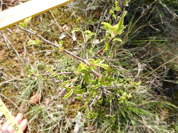 Prunus spinosa L. Rosaceae  - Prunellier