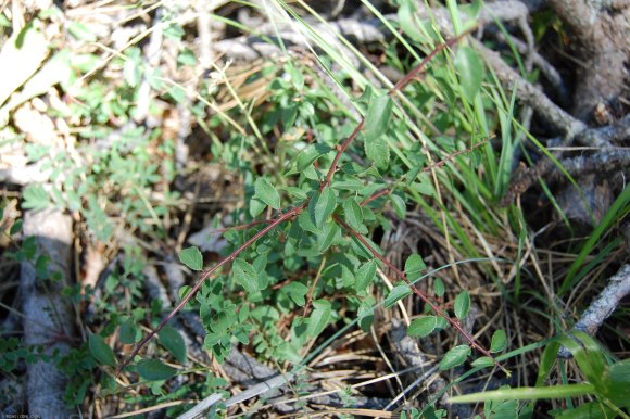 Prunus spinosa L. Rosaceae  - Prunellier