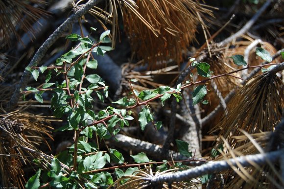 Prunus spinosa L. Rosaceae  - Prunellier