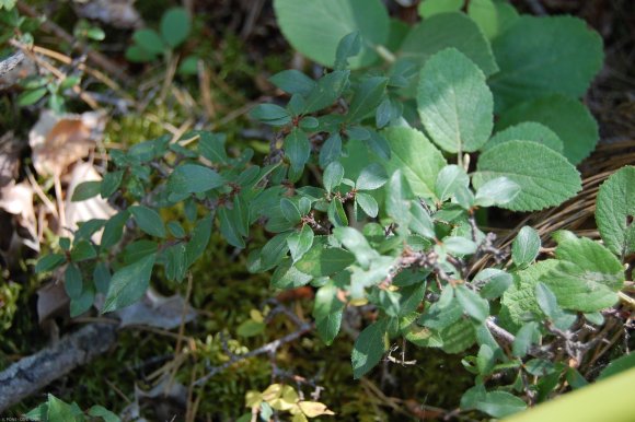 Prunus spinosa L. Rosaceae  - Prunellier