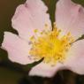 Rosa pouzinii Tratt. Rosaceae - Rosier de Pouzin