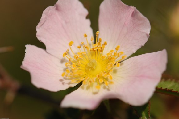 Rosa pouzinii Tratt. Rosaceae - Rosier de Pouzin