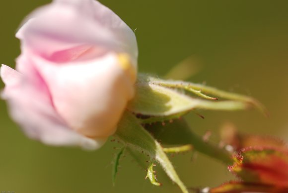 Rosa pouzinii Tratt. Rosaceae - Rosier de Pouzin