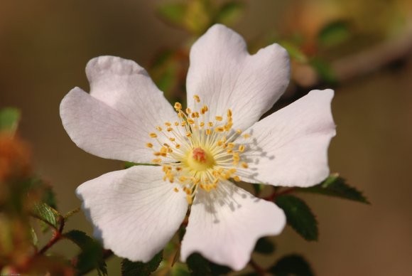 Rosa pouzinii Tratt. Rosaceae - Rosier de Pouzin