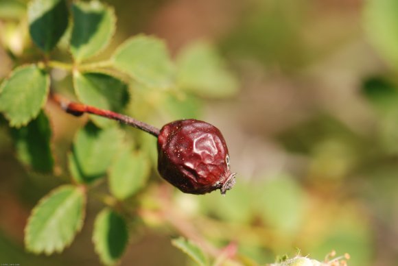 Rosa pouzinii Tratt. Rosaceae - Rosier de Pouzin