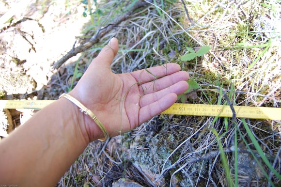 Asperula cynanchica L. Rubiaceae - Aspérule à l'esquinancie