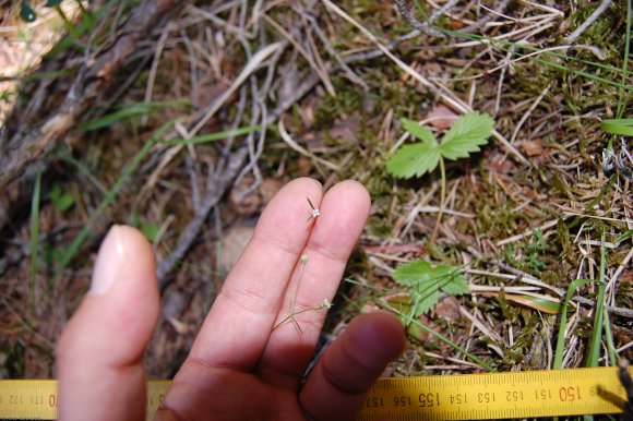 Asperula cynanchica L. Rubiaceae - Aspérule à l'esquinancie