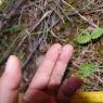 Asperula cynanchica