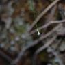 Asperula cynanchica L. Rubiaceae - Aspérule à l'esquinancie
