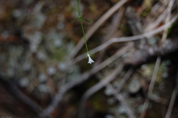 Asperula cynanchica L. Rubiaceae - Aspérule à l'esquinancie