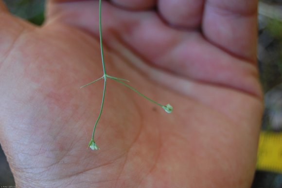 Asperula cynanchica L. Rubiaceae - Aspérule à l'esquinancie