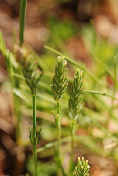 Crucianella angustifolia L. Rubiaceae - Crucianelle à feuilles é