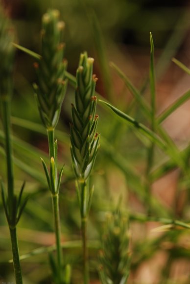 Crucianella angustifolia L. Rubiaceae - Crucianelle à feuilles é