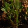 Crucianella angustifolia L. Rubiaceae - Crucianelle à feuilles é