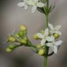 Galium lucidum All. Rubiaceae - Gaillet luisant