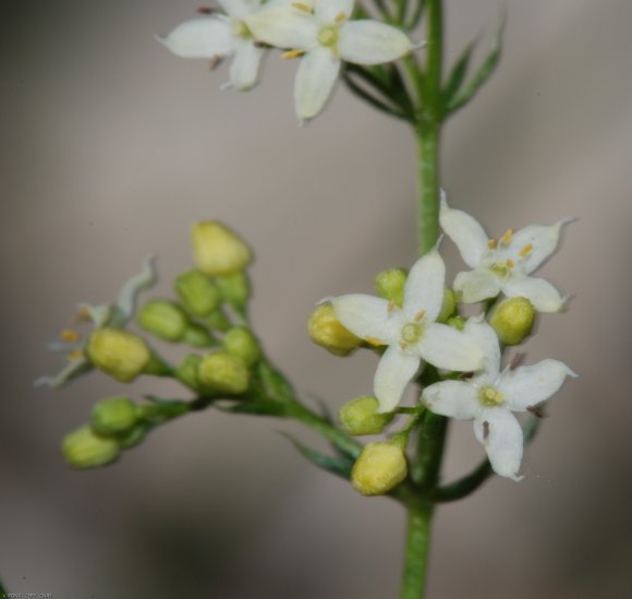 Galium lucidum All. Rubiaceae - Gaillet luisant