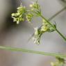 Galium lucidum All. Rubiaceae - Gaillet luisant