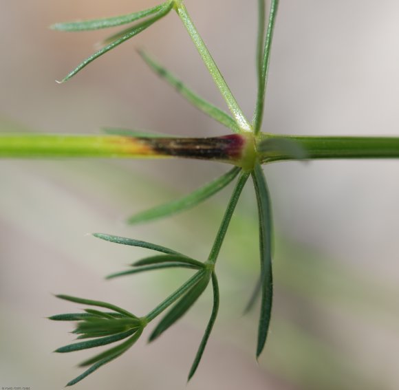 Galium lucidum All. Rubiaceae - Gaillet luisant