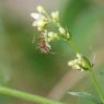 Galium lucidum All. Rubiaceae - Gaillet luisant