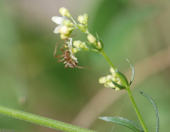 Galium lucidum All. Rubiaceae - Gaillet luisant