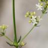 Galium lucidum All. Rubiaceae - Gaillet luisant