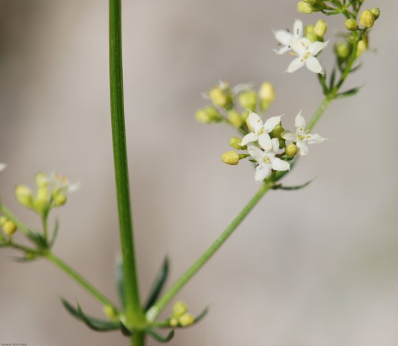 Galium lucidum All. Rubiaceae - Gaillet luisant