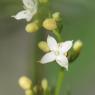 Galium lucidum All. Rubiaceae - Gaillet luisant