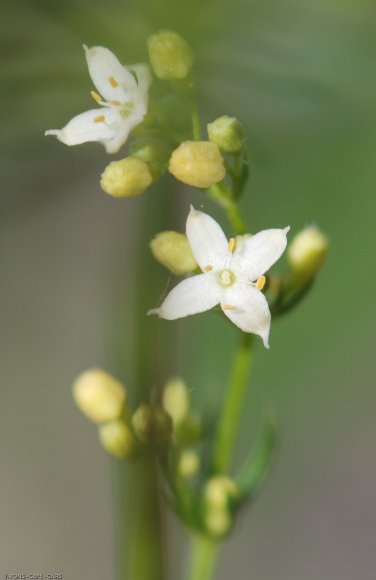 Galium lucidum All. Rubiaceae - Gaillet luisant