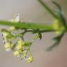 Galium lucidum All. Rubiaceae - Gaillet luisant