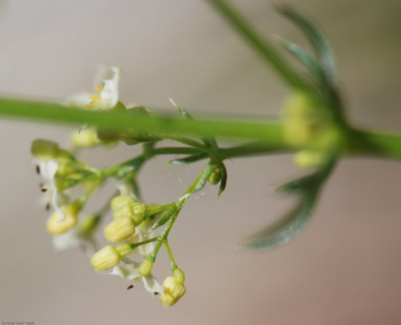 Galium lucidum All. Rubiaceae - Gaillet luisant