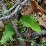 Galium obliquum Vill. Rubiaceae - Gaillet oblique