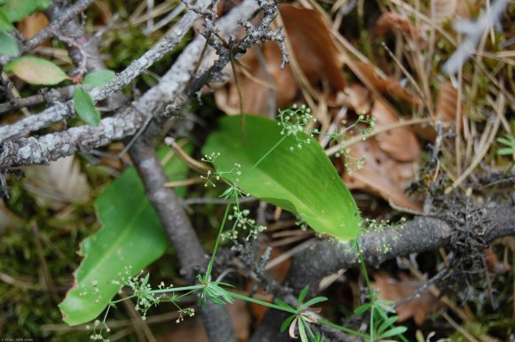 Galium obliquum Vill. Rubiaceae - Gaillet oblique