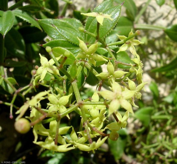 Rubia perigrina L. Rubiaceae-Garance voyageuse