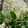 Rubia perigrina L. Rubiaceae-Garance voyageuse