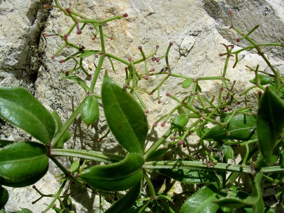 Rubia perigrina L. Rubiaceae-Garance voyageuse