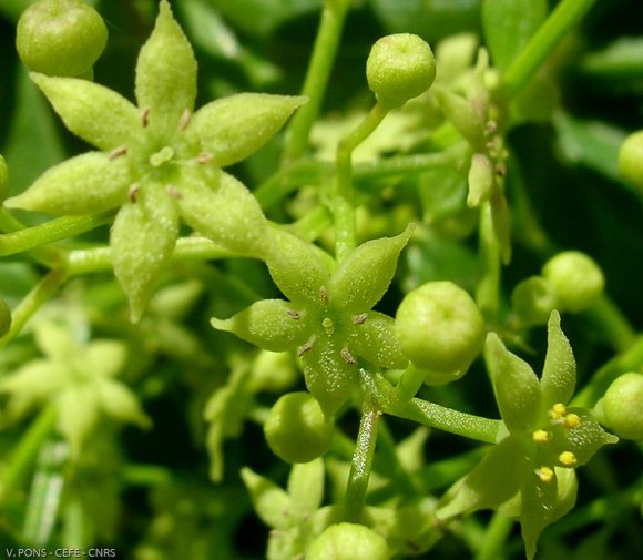 Rubia perigrina L. Rubiaceae-Garance voyageuse