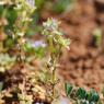 Sherardia arvensis L. Rubiaceae - Shérardie des champs